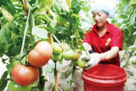 食用農產品批發價格連續四周回落