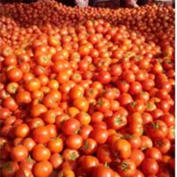 山東省日照市莒縣騰達農(nóng)產(chǎn)品公司 大紅硬果西紅柿批發(fā)供應(yīng)與價格行情分析