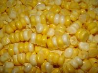 東北粘大米廠家與批發(fā)商價格表