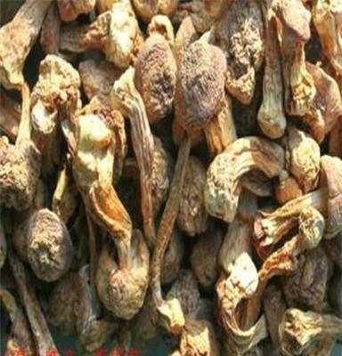 農家高山珍品 姬松茸干貨批發全攻略