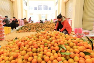 金桔電商賦能食用農產品批發 開啟產業鏈升級新篇章